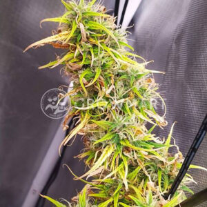 Arjan's-Ultra-Haze-#1_Feminizovaná_semínka_konopí