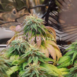 Green House Seed - BUBBA KUSH | Feminizovaná semínka konopí