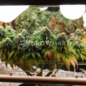 Green House Seed - BUBBA KUSH | Feminizovaná semínka konopí - Obrázek 3