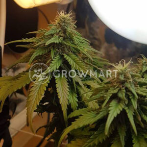 BUBBA-KUSH_Feminizovaná_semínka_konopí