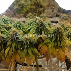 Green House Seed - BUBBA KUSH | Feminizovaná semínka konopí - Obrázek 2