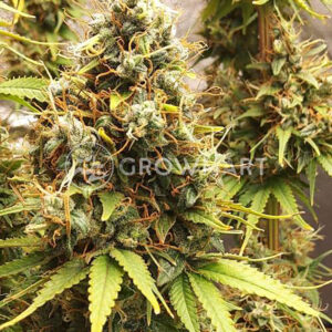 ARJAN'S-HAZE-3_Feminizovaná_semínka_konopí