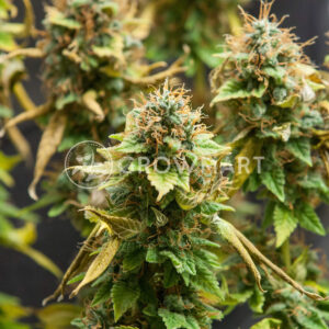 Acid_Feminizované_semínka_konopí