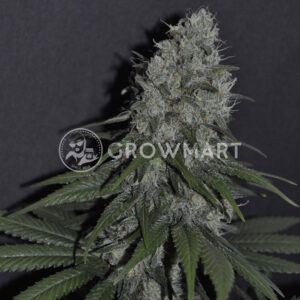 All_Kush_Feminizované_semínka_konopí