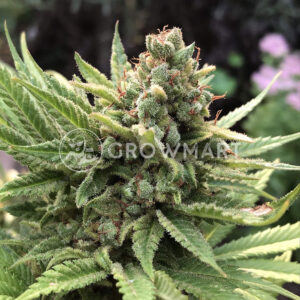 Atomical_Haze_Feminizované_semínka_konopí