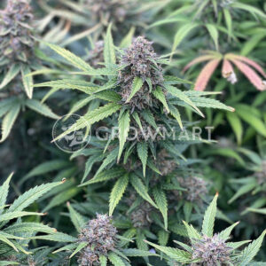 Auto_Night_Queen_Samonakvétací_semínka_konopí