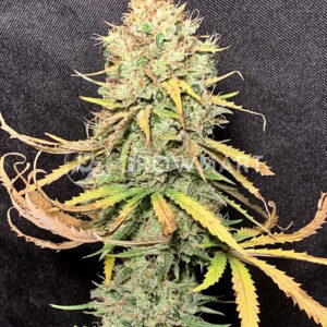 EXODUS-CHEESE_Feminizovaná_semínka_konopí