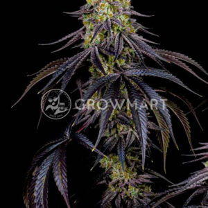 HAWAIIAN-SNOW_Feminizovaná_semínka_konopí