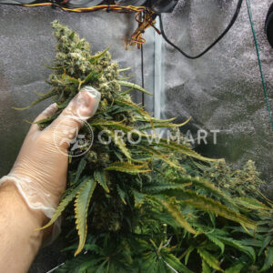 Opium_1_ Feminizované_semínka_konopí