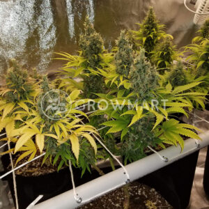 Orange_Bud_Feminizovaná_semínka_konopí