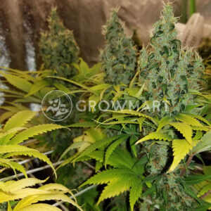 Orange_Bud_Feminizovaná_semínka_konopí