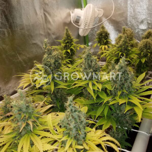 Orange_Bud_Feminizovaná_semínka_konopí