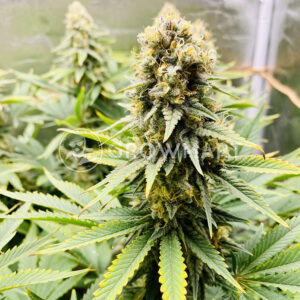 Power_Plant_Feminizovaná_semínka_konopí