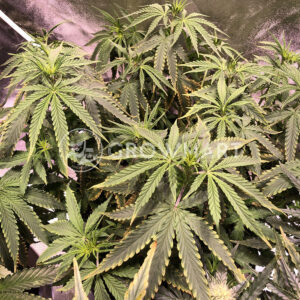 Skunk_11_Feminizovaná_semínka_konopí