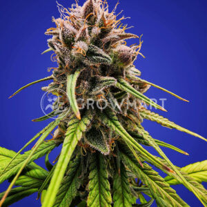 Strawberry_Cough_Feminizovaná_semínka_konopí