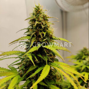 White_Berry_Feminizované_semínka_konopí