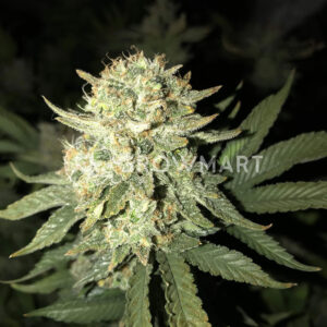 Blue_Mystic_Feminizovaná_semínka_konopí