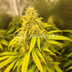 Easy_Bud_Samonakvétací_semínka_konopí