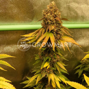 ICE_Feminizovaná_semínka_konopí