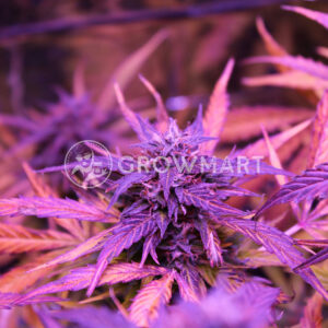 Royal_Bluematic_Samonakvétací_semínka_konopí