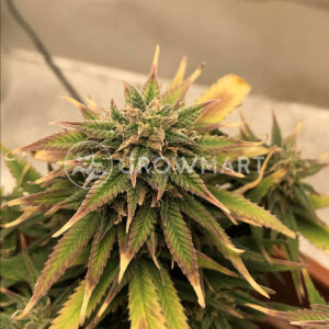 Royal_Creamatic_Samonakvétací_semínka_konopí