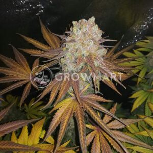 Shining_Silver_Haze_Feminizovaná_semínka_konopí