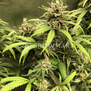 Special_Kush_1_Feminizovaná_semínka_konopí