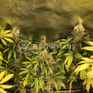 Special_Kush_1_Feminizovaná_semínka_konopí