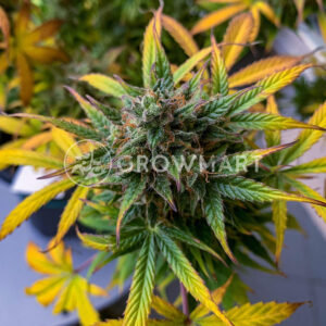 Royal_Cheese_Automatic_Samonakvétací_semínka_konopí