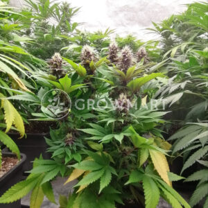 Early_Skunk_Fem_Feminizované_semínka_konopí