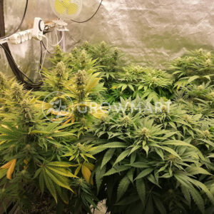 Early_Skunk_Fem_Feminizované_semínka_konopí