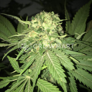 Guerrillas_Gusto_Regulérni_semínka_konopí