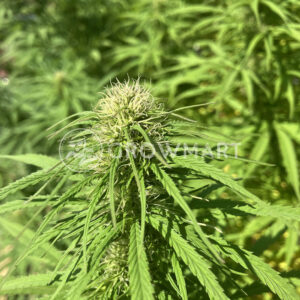 Ruderalis_Skunk_Regulerni_seminka_konopi