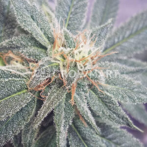 Shiva_Shanti_Regulérni_semínka_konopí