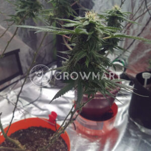 Shiva_Shanti_Regulérni_semínka_konopí