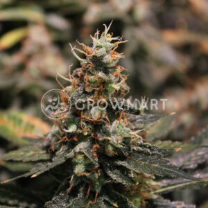 Silver_Haze_Reg_Regulérni_semínka_konopí