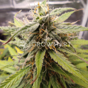 Auto_Afghan_Mass_Samonavkétací_semínka_konopí