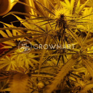 Caramel_Kush_Feminizované_semínka_konopí