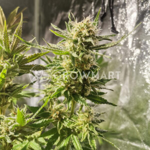 Sweet_Critical_Feminizované_semínka_konopí
