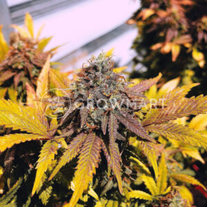 AK_48_Feminizovana_seminka_konopi