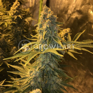 Snow_White_Feminizovana_seminka_konopi