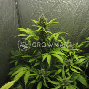 Blue_Auto_Mazar_Samonakvétací_semínka_konopí