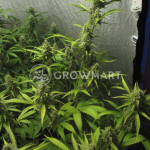 Blue_Auto_Mazar_Samonakvétací_semínka_konopí