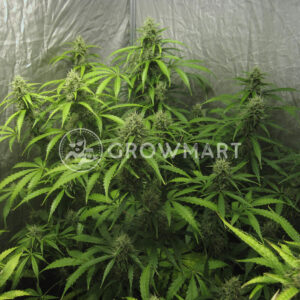 Blue_Auto_Mazar_Samonakvétací_semínka_konopí