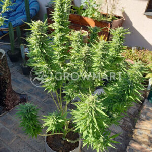 CBD_Kush_Feminizovaná_semínka_konopí