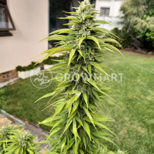 CBD_Kush_Feminizovaná_semínka_konopí