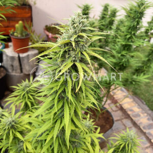 CBD_Kush_Feminizovaná_semínka_konopí