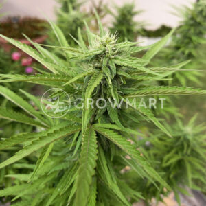 CBD_Kush_Feminizovaná_semínka_konopí