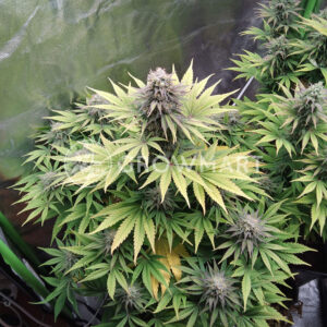 Orange_Hill_Special_Feminizovaná_semínka_konopí