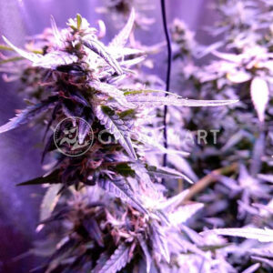 Blueberry_Bliss_Auto_Samonakvétací_semínka_konopí